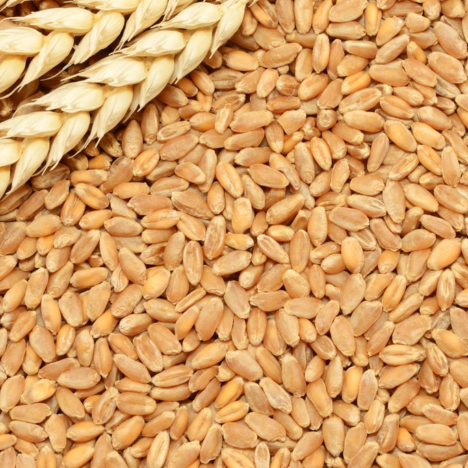 Qırmızıgül 1 
(Ərzaqlıq)